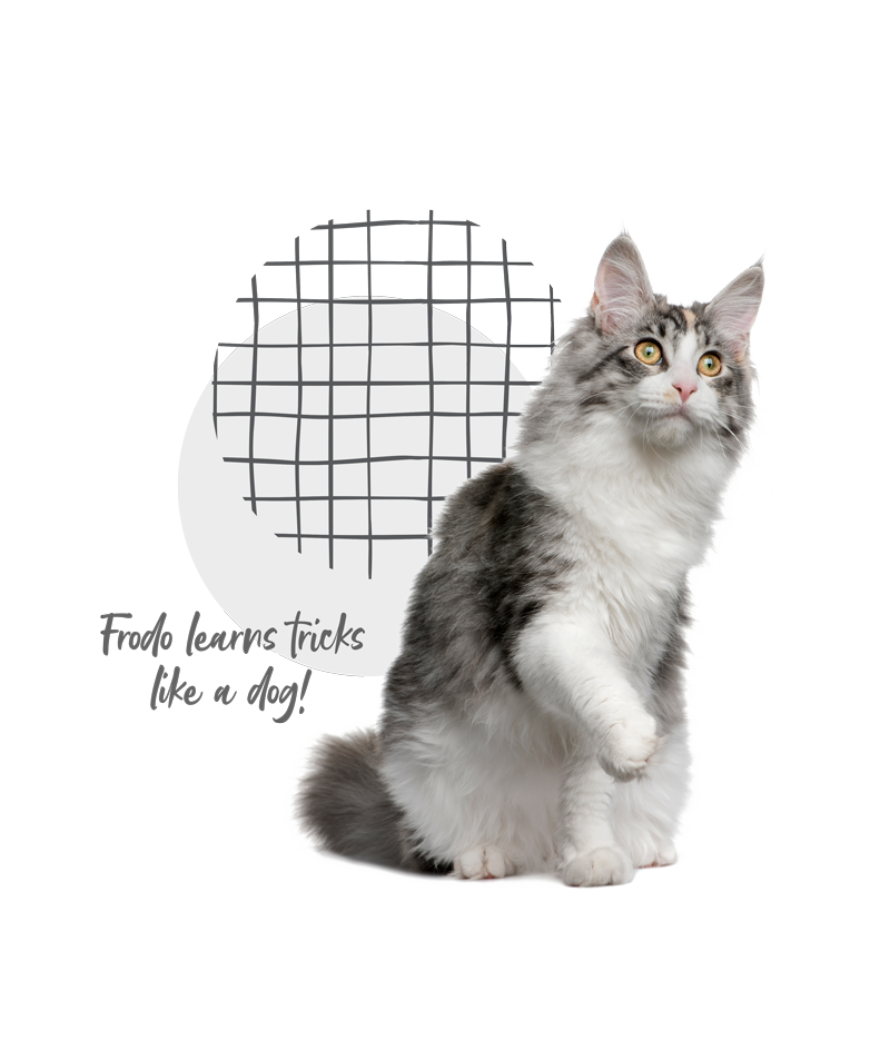 Maine Coon Cat Insurance