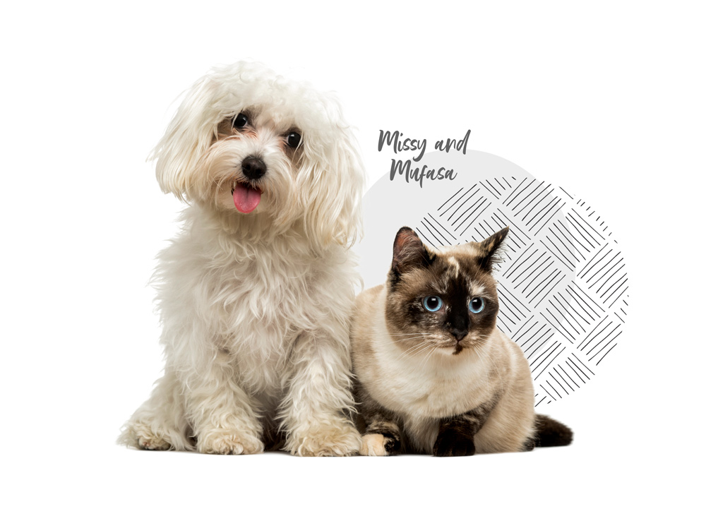 Maltese Poodle and siamese cat