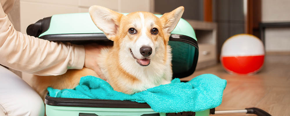 How to pick a dog hotel or cattery before going away