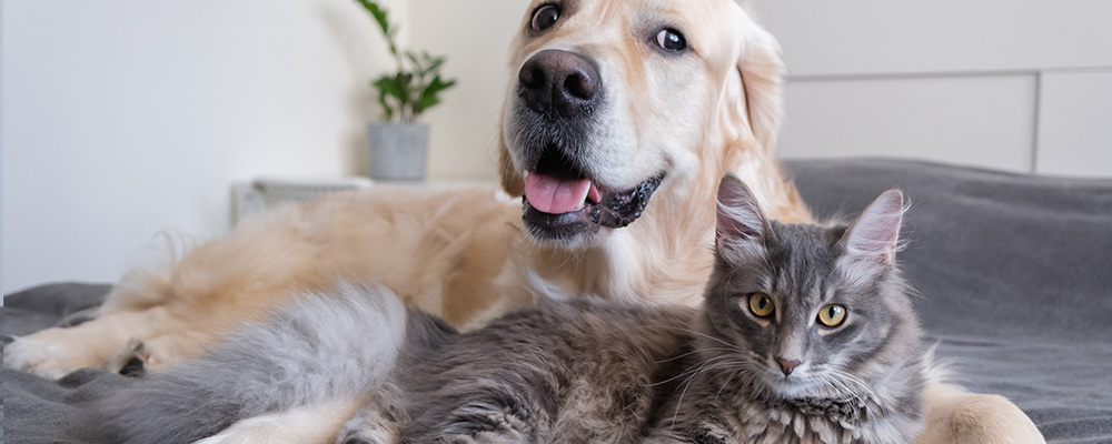 Member Favourites: 10 Paw-some Pet-Friendly Accommodation Choices In The Western Cape