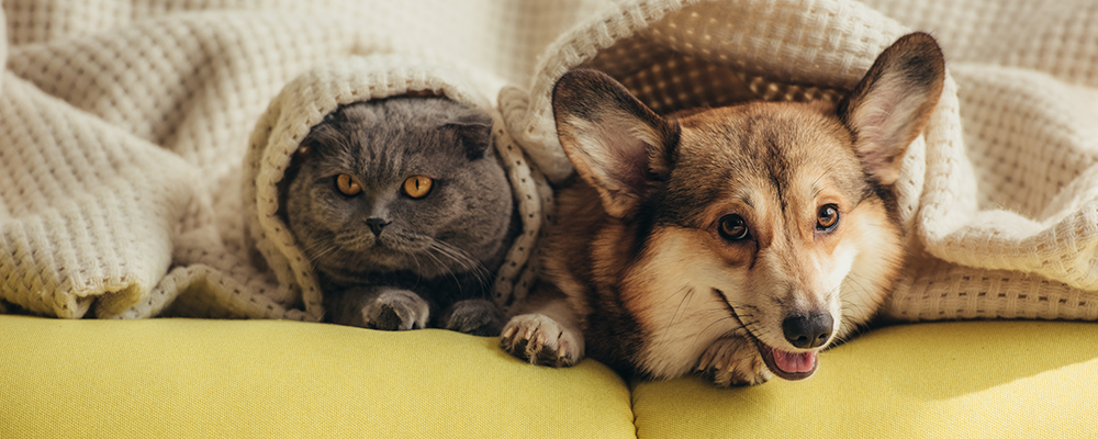 Member Favourites: 10 Paw-some Pet-Friendly Accommodation Choices In The Western Cape