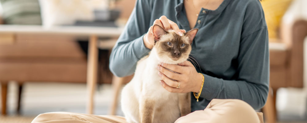 Woman petting Siamese cat