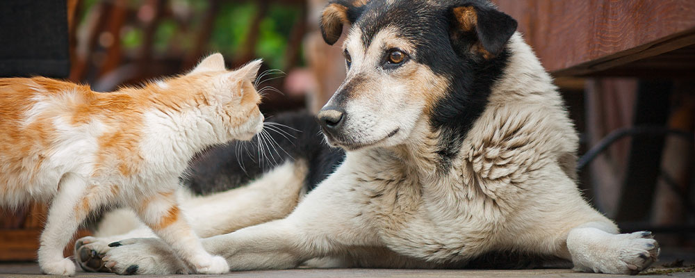 Cat and laying dog looking at each other