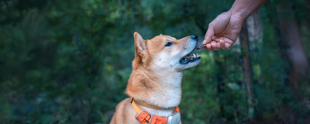 dog eating treat while travelling