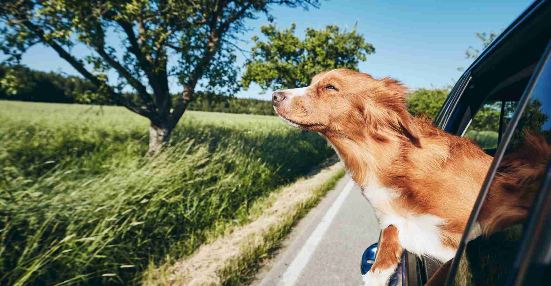 How To Travel With Your Dog In South Africa: Steps For Pet Owners