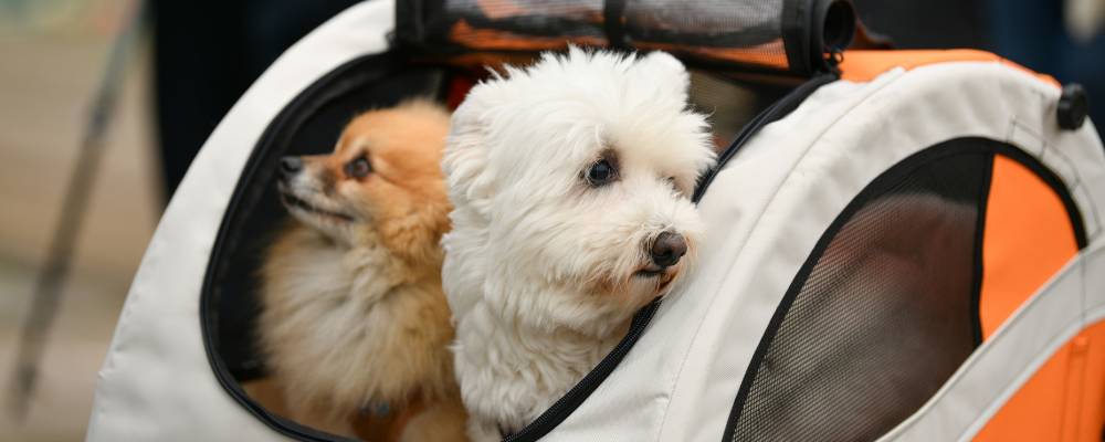 two dogs being transported in a travel or carry case
