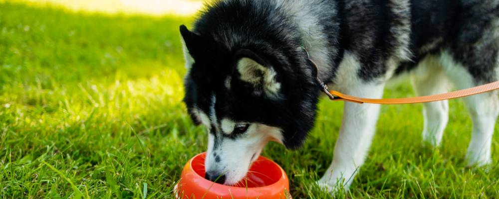 husky drinking from water bowl during trip away with owner