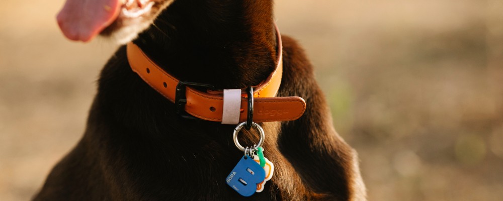 dog ID tag around small breed dog's neck