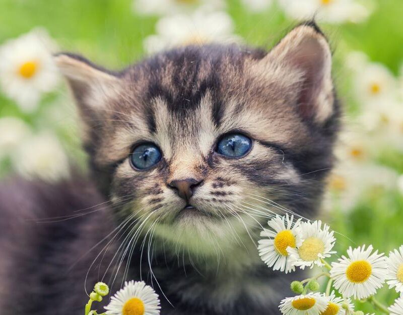 kitten in flowers