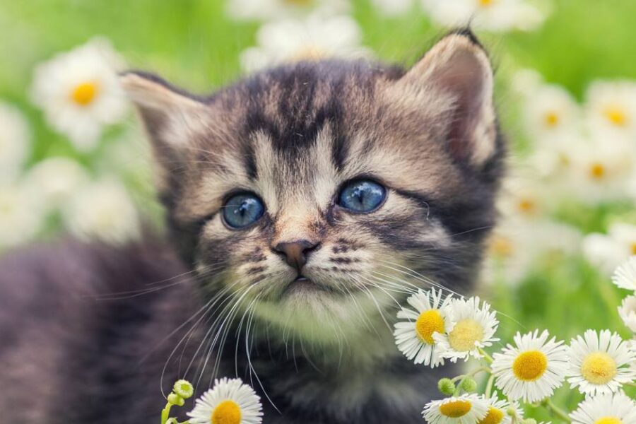 kitten in flowers