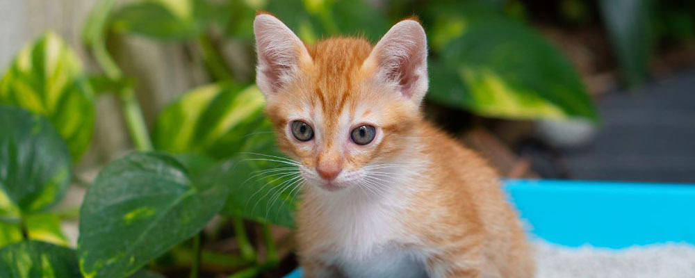 Kitten litter training