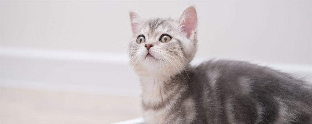 Kitten in litter box