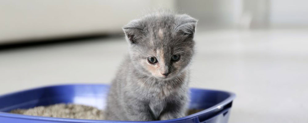 Litter box with kitten