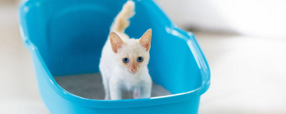 Cat in new litter box