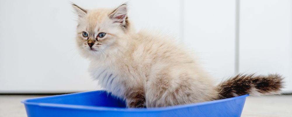 cat using litter box