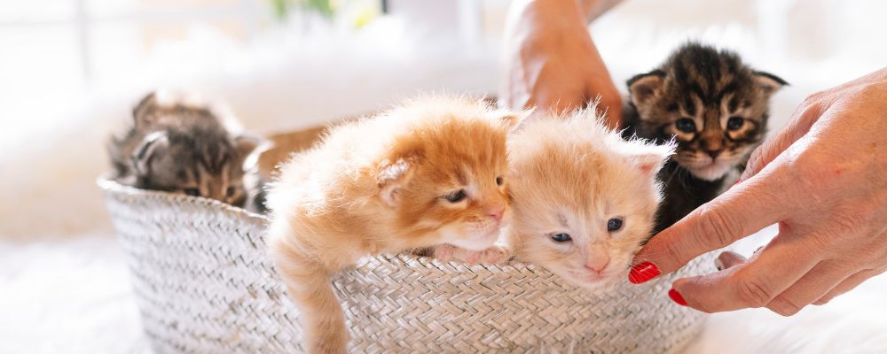 litter of kittens