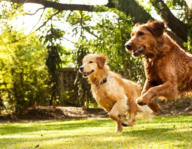 healthy dogs running