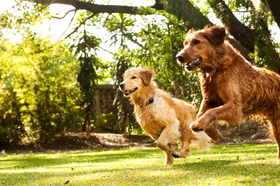 healthy dogs running