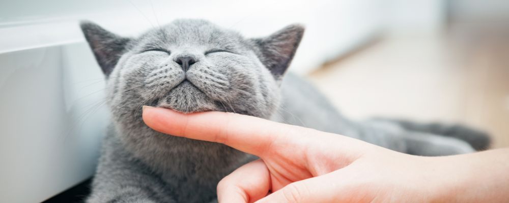 Grey cat getting chin rubs and cared for