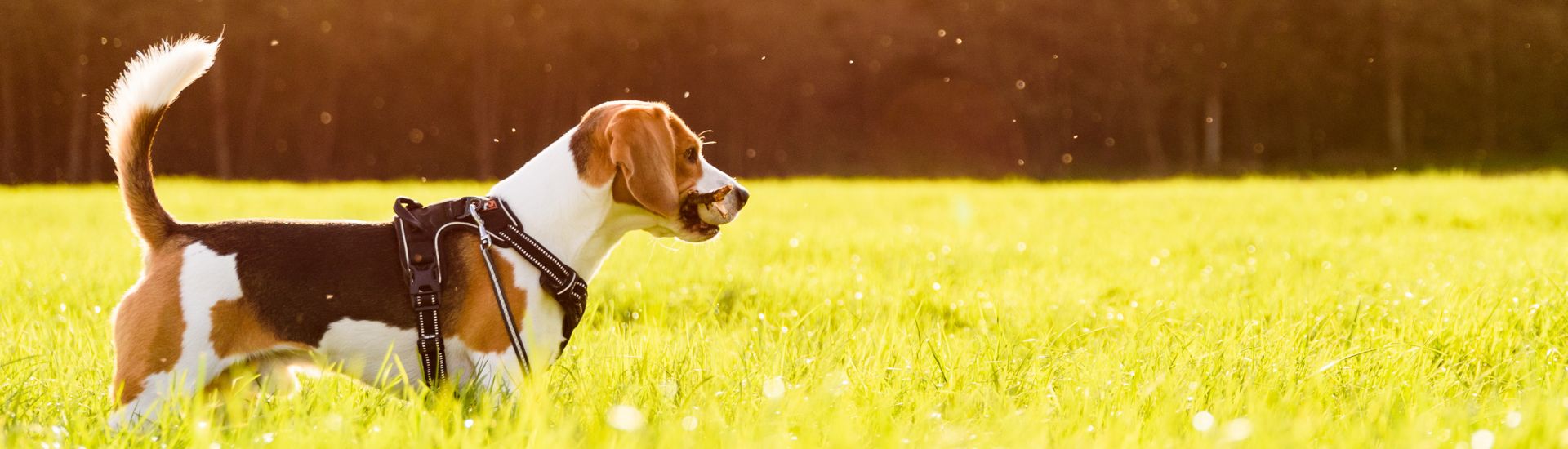 How To Prevent Ticks On Dogs & How To Remove Them