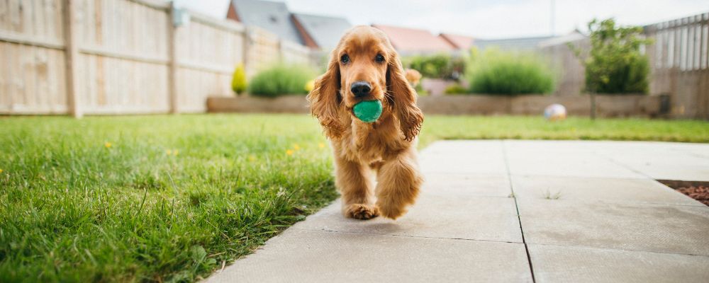 Dog playing with a ball in the garden