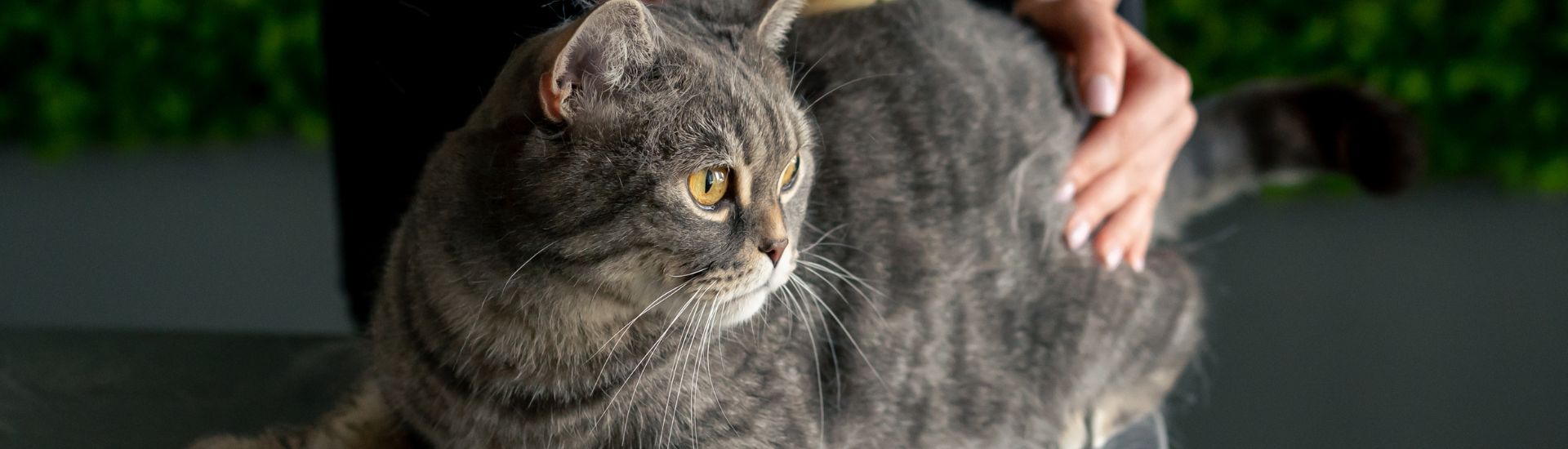 9 Best Cat Grooming Services In Johannesburg & Gauteng