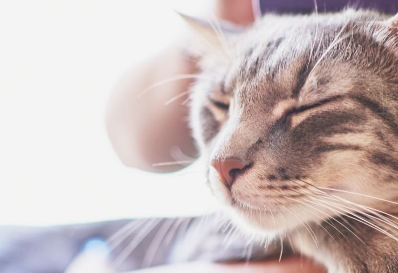 Cat sleeping on arm