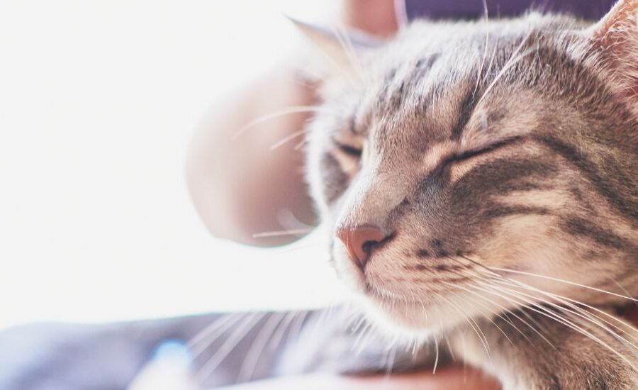 Cat sleeping on arm