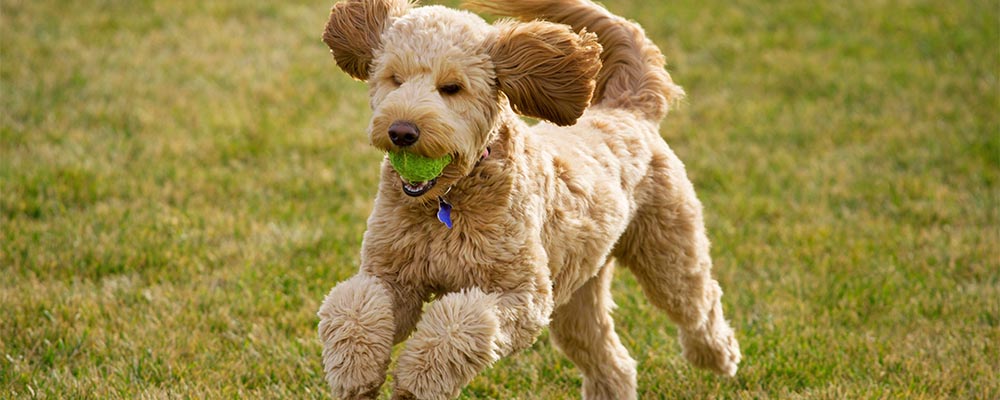 Dog running outside