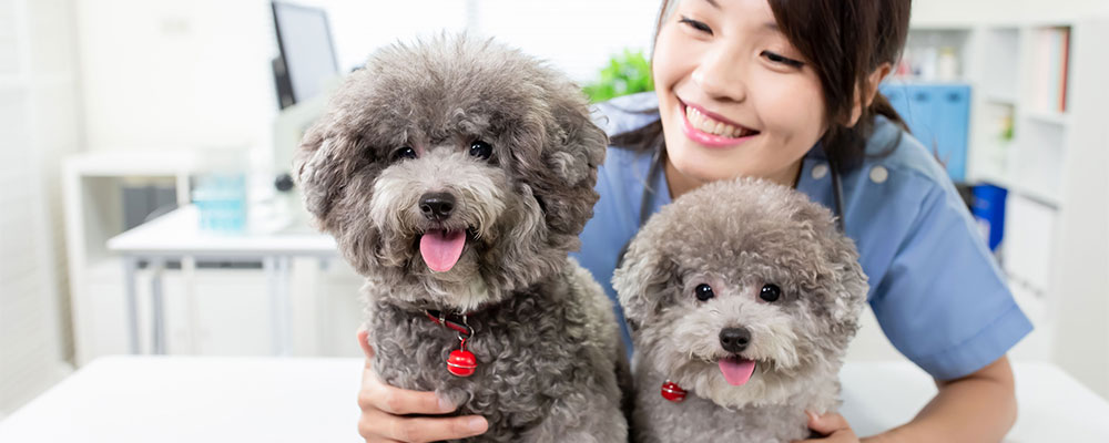 Dogs at vet
