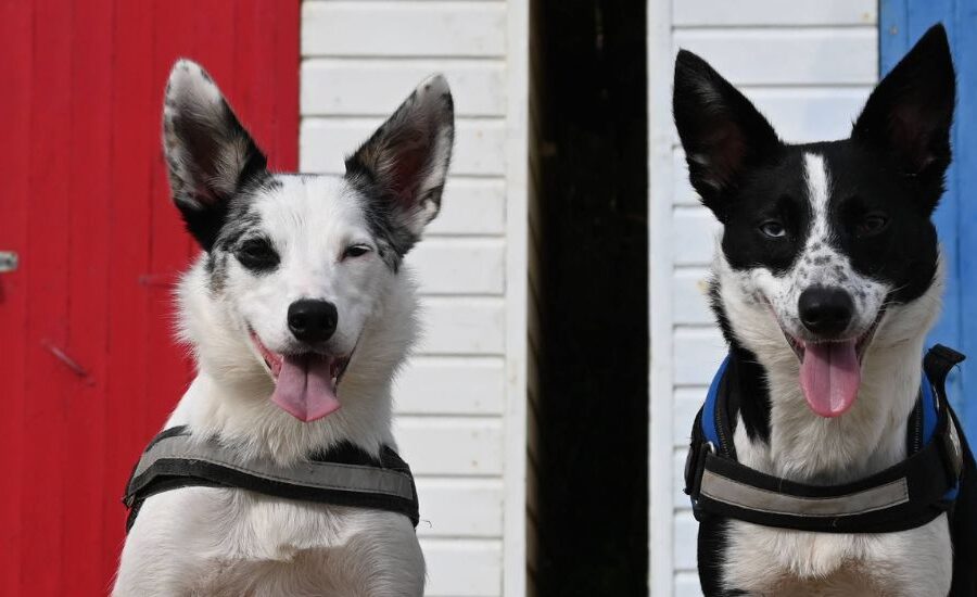 Two happy dogs sitting in front of dog shelter, ready to be adopted