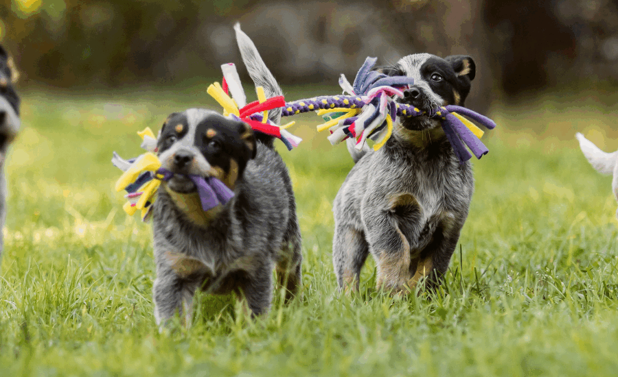 Four dogs running on grass at a doggy daycare.