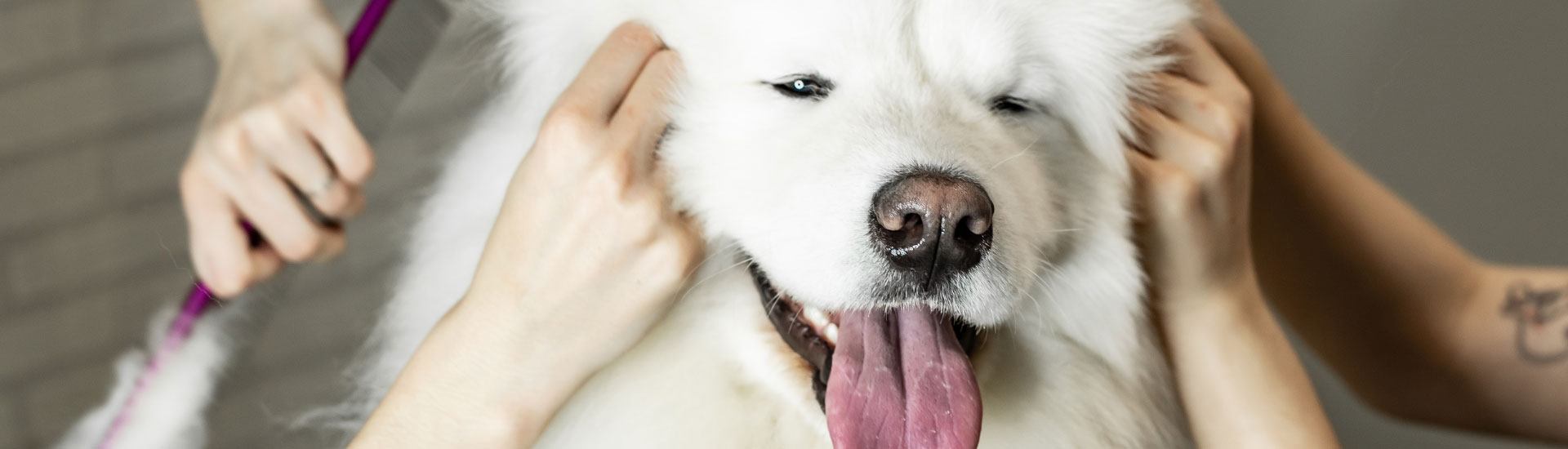 10 Best Rated Dog Grooming Services In Johannesburg & Gauteng
