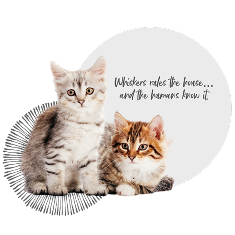 Whiskers the cat