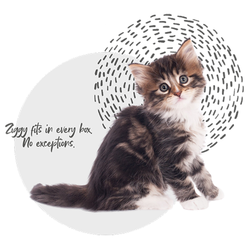 Ziggy the little kitten