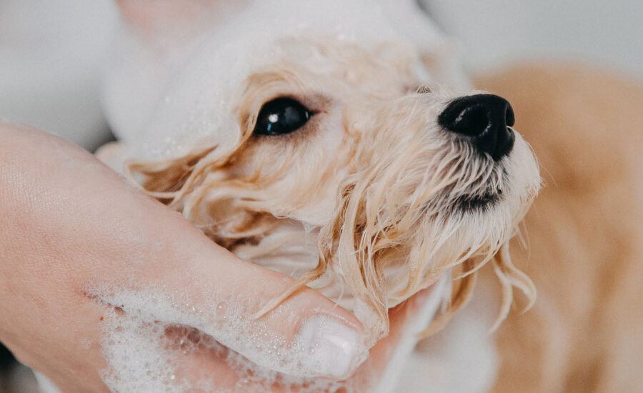 pet being washed by a professional dog groomer in Cape Town.