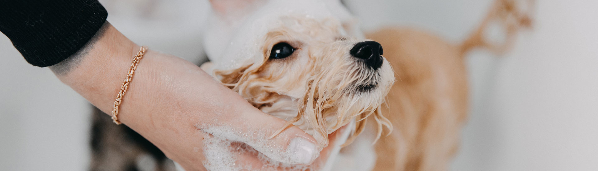 10 Best Dog Grooming Services In Cape Town