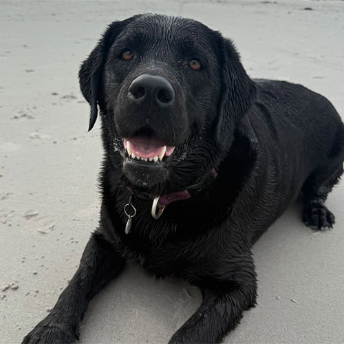 Kismet-labrador-pet