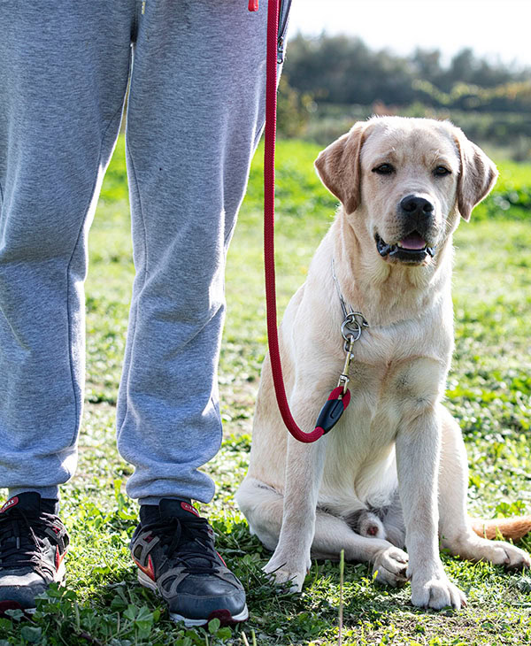 Ultimate360 Labrador