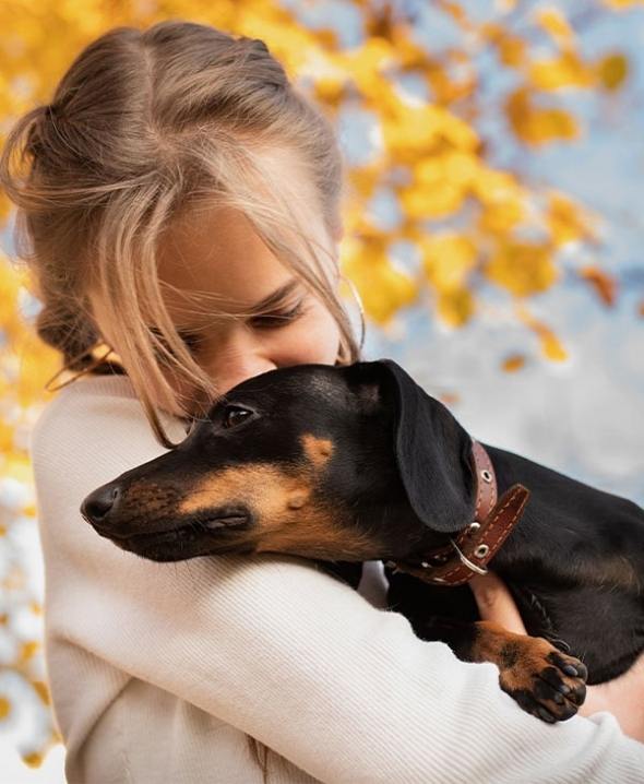 daschund pet insurance essential plan