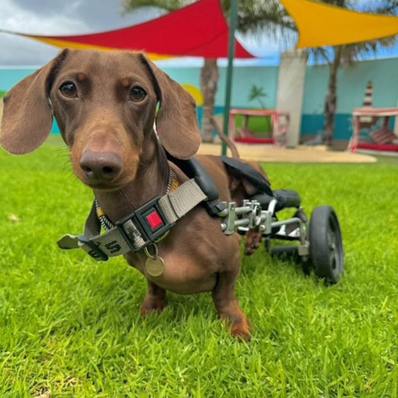 slug daschund influencer south africa