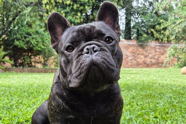 sparta french bulldog influencer south africa