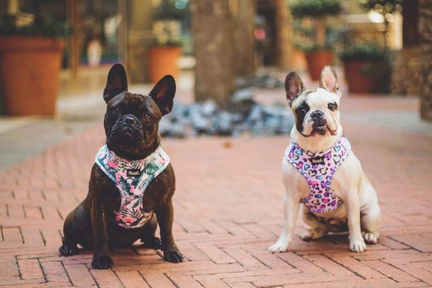 willow the frenchie french bulldog influencer in south africa