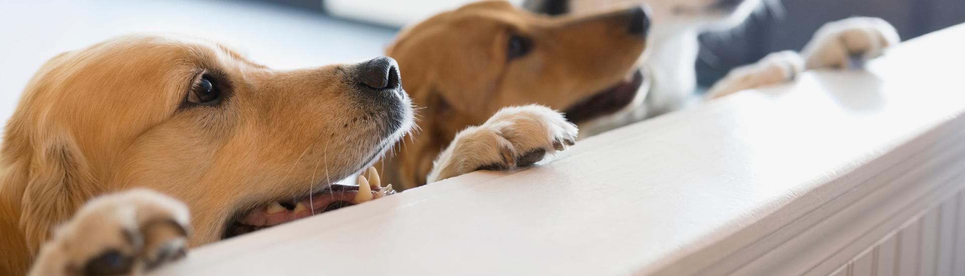 Top 10 Doggy Daycares In Cape Town