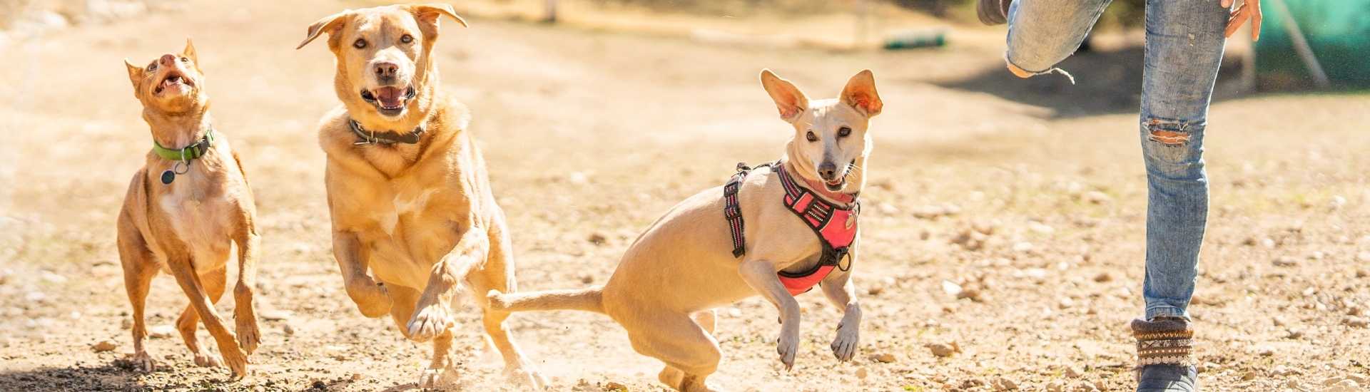 The 8 Best Doggy Daycares in Johannesburg