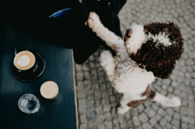 Dog standing on hind legs with a paw on its owner seated at a coffee bar.