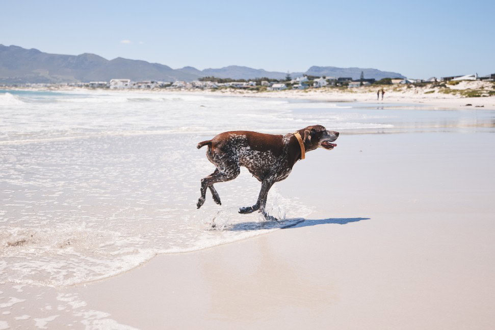 A dog running in waves on the beach.