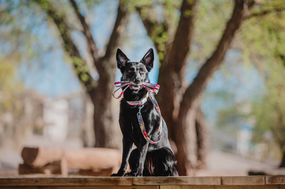 A black dog is sitting on a picnic table and holding a leash in its mouth, with trees in the background.