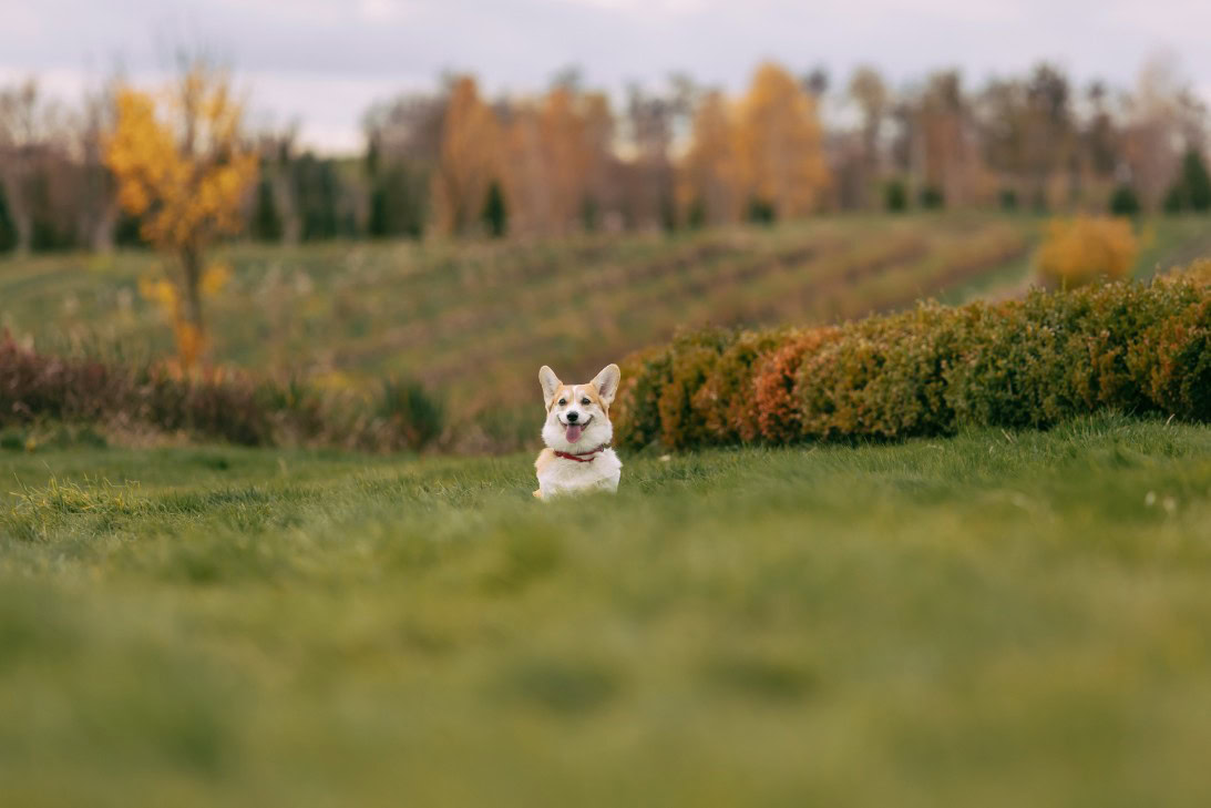 Dog standing in green grass with rows of trees in the background.