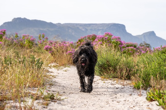 A black dog is walking on a sandy path with Table Mountain in the background.